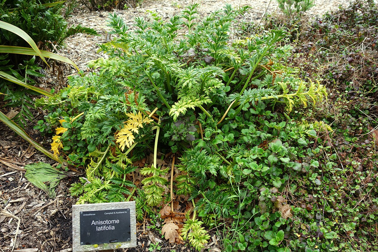 Campbell island carrot: Specimen in in Dunedin Botanic Garden - Dunedin, New Zealand.