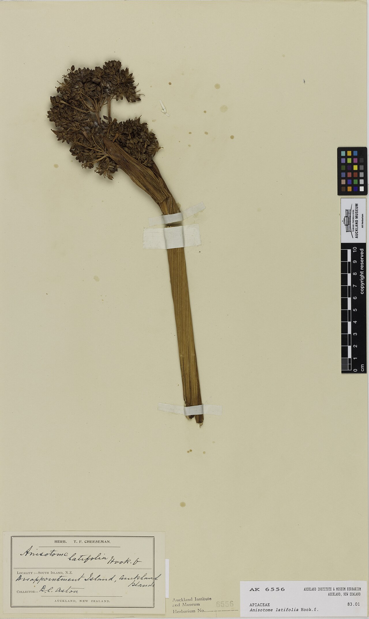 Campbell island carrot (Anisotome latifolia)
