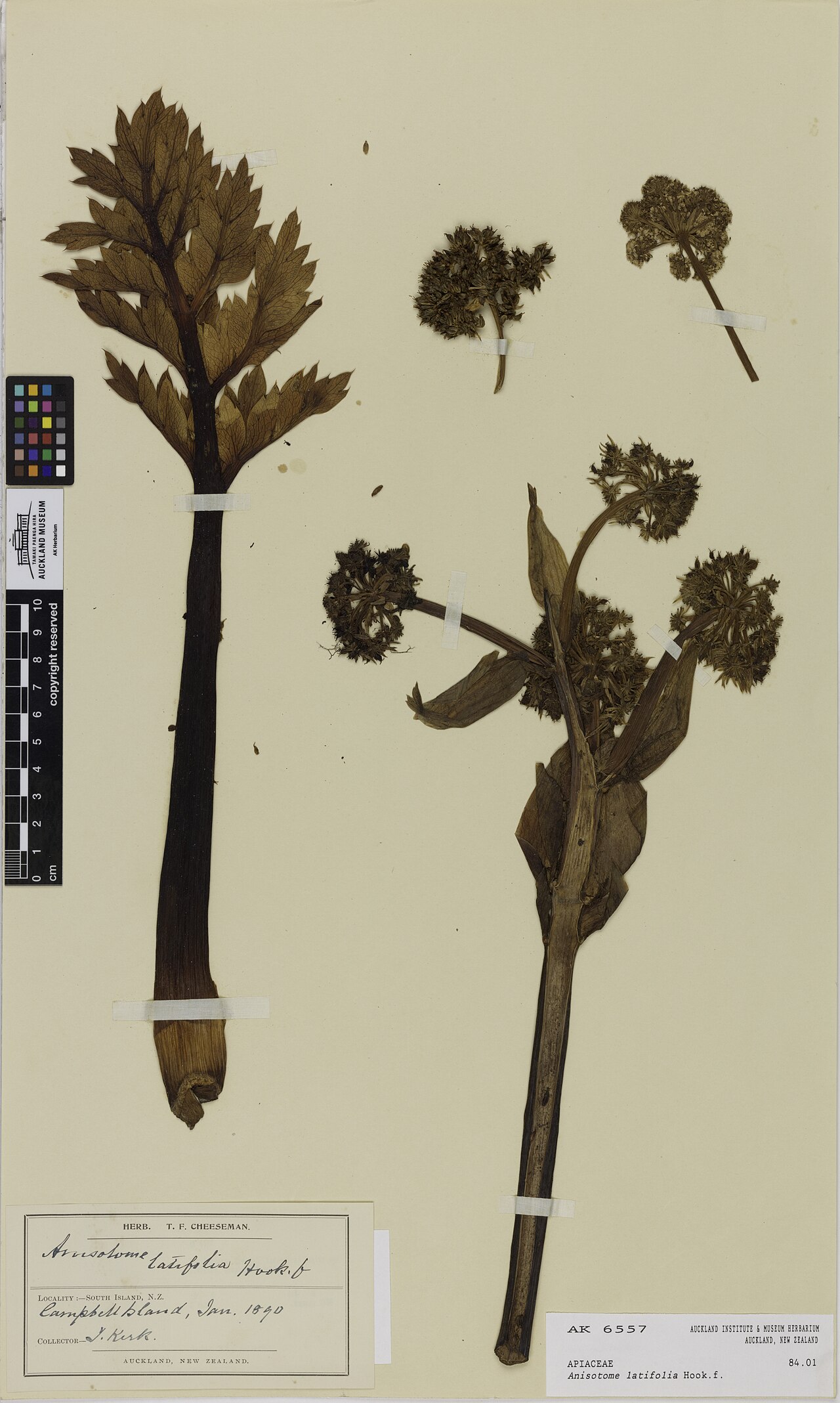 Campbell island carrot (Anisotome latifolia)