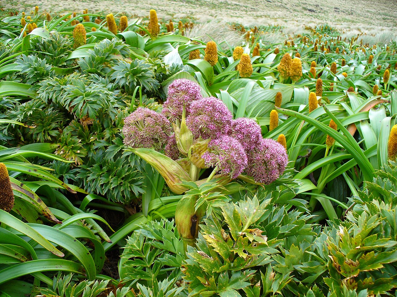 Campbell island carrot: Anisotome latifolia , a type of megaherb , growing on Campbell Island, one of the sub-antarctic islands of New Zealand. This photograph was taken by and origina