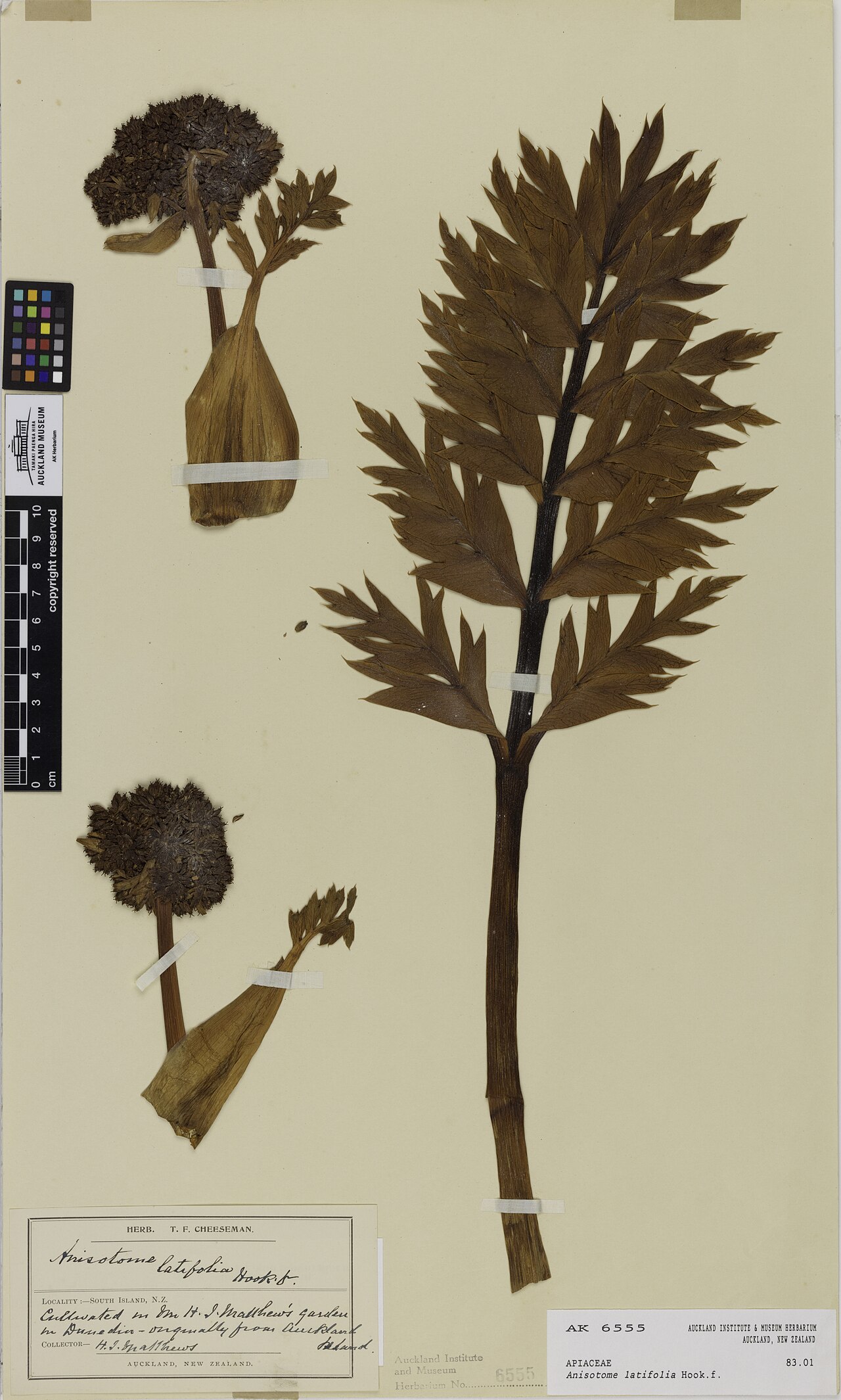 Campbell island carrot (Anisotome latifolia)