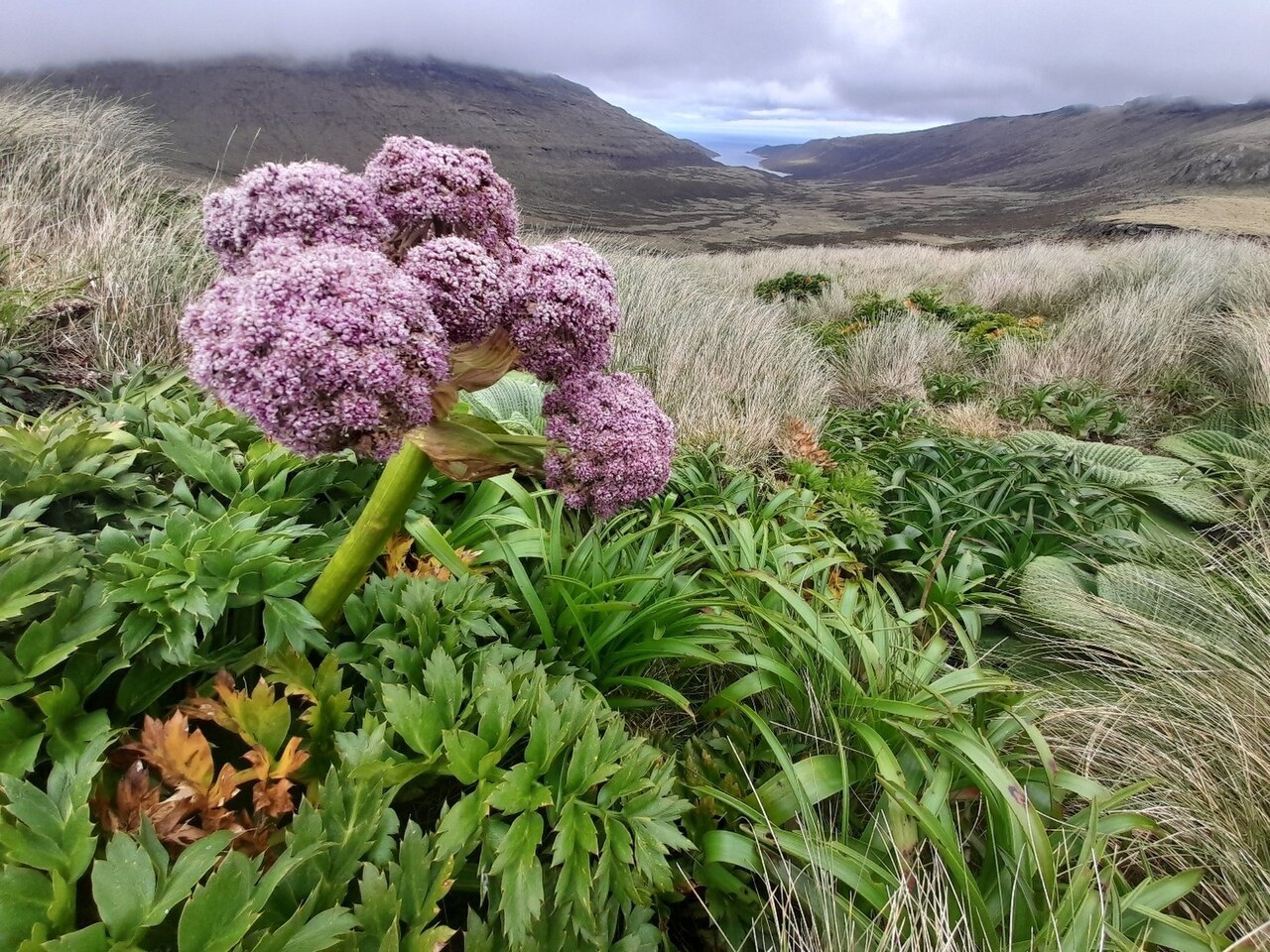 Campbell island carrot: Campbell Island carrot ( Anisotome latifolia ) in New Zealand
