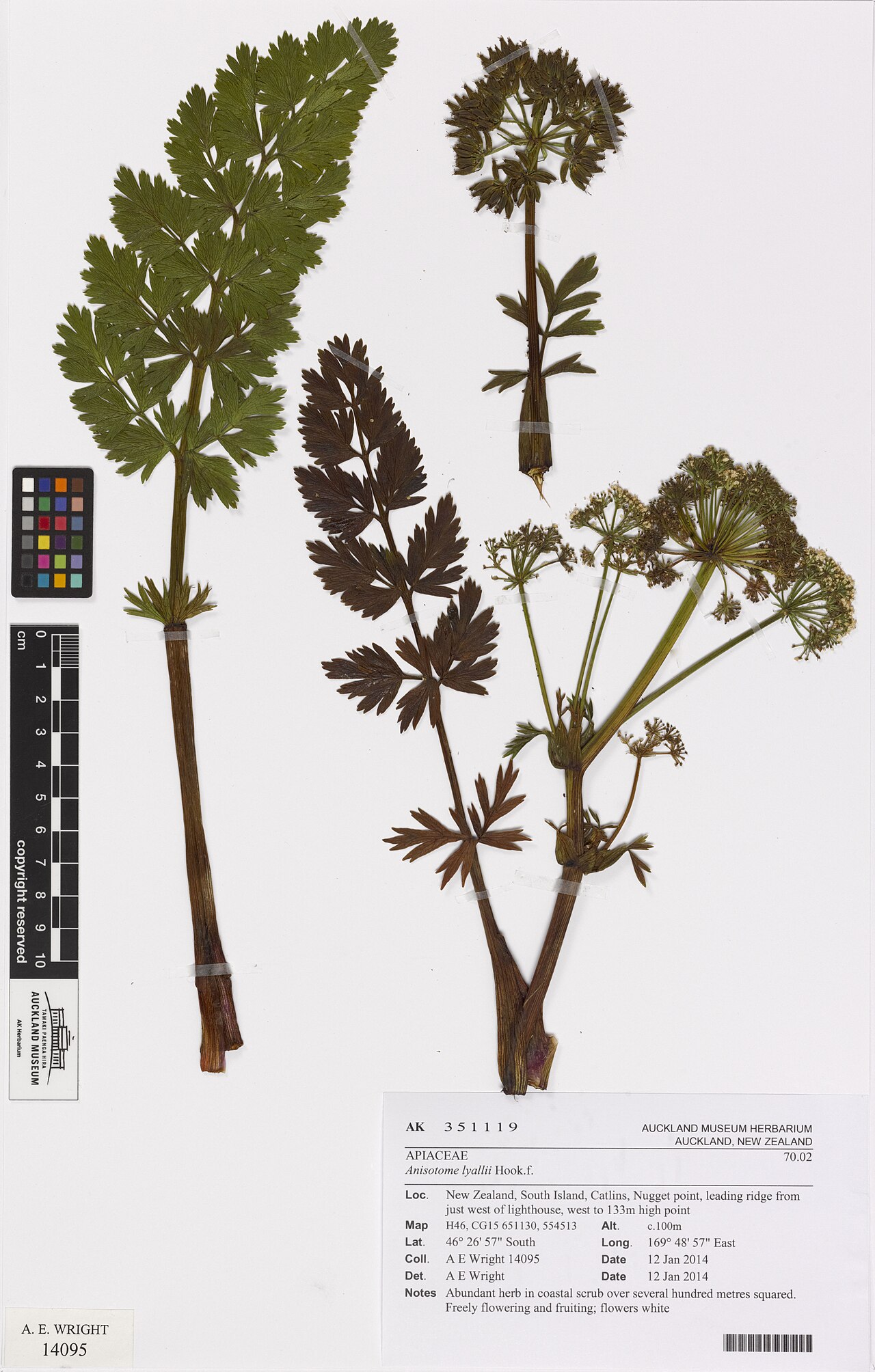 Anisotome lyallii (Anisotome lyallii)