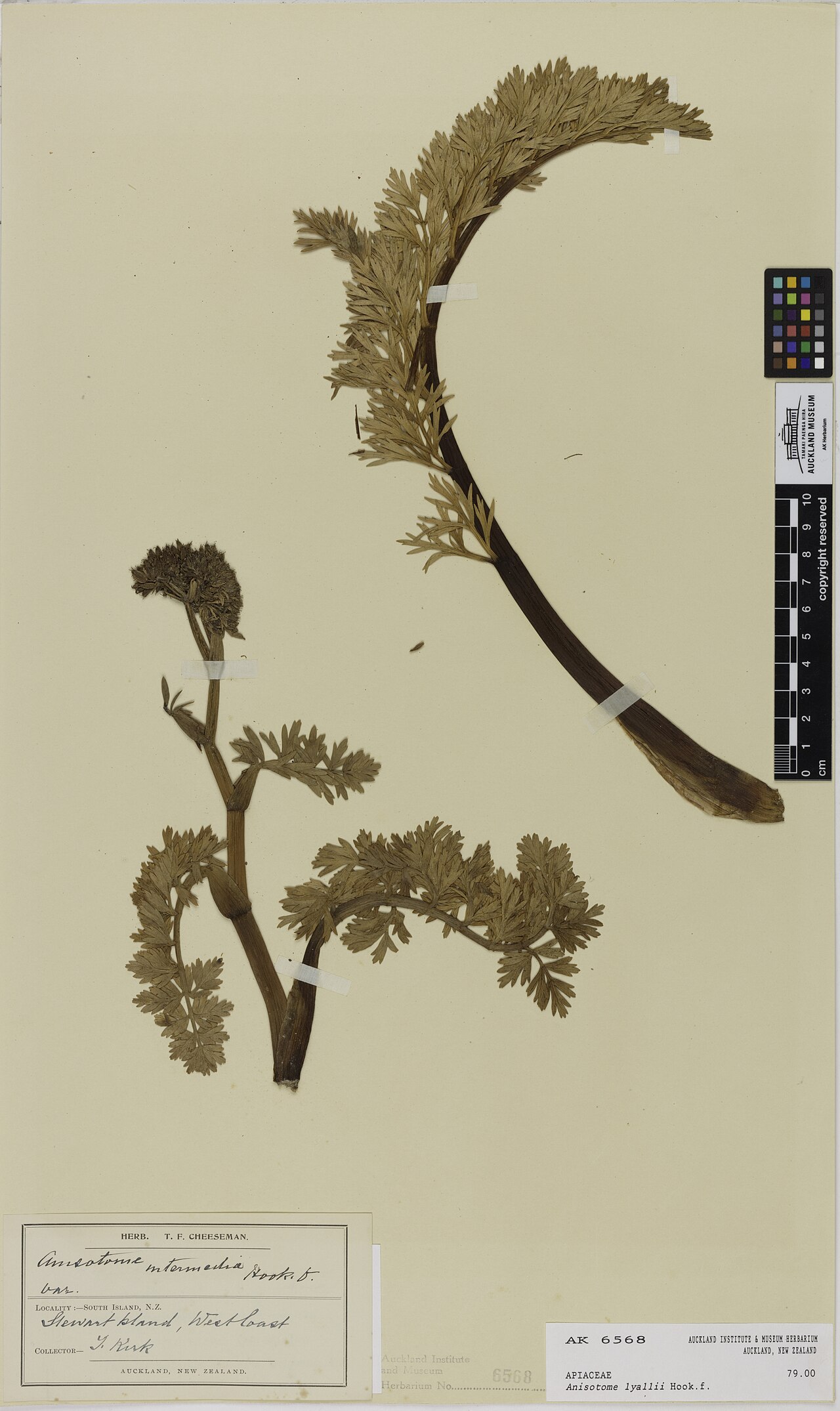 Anisotome lyallii (Anisotome lyallii)