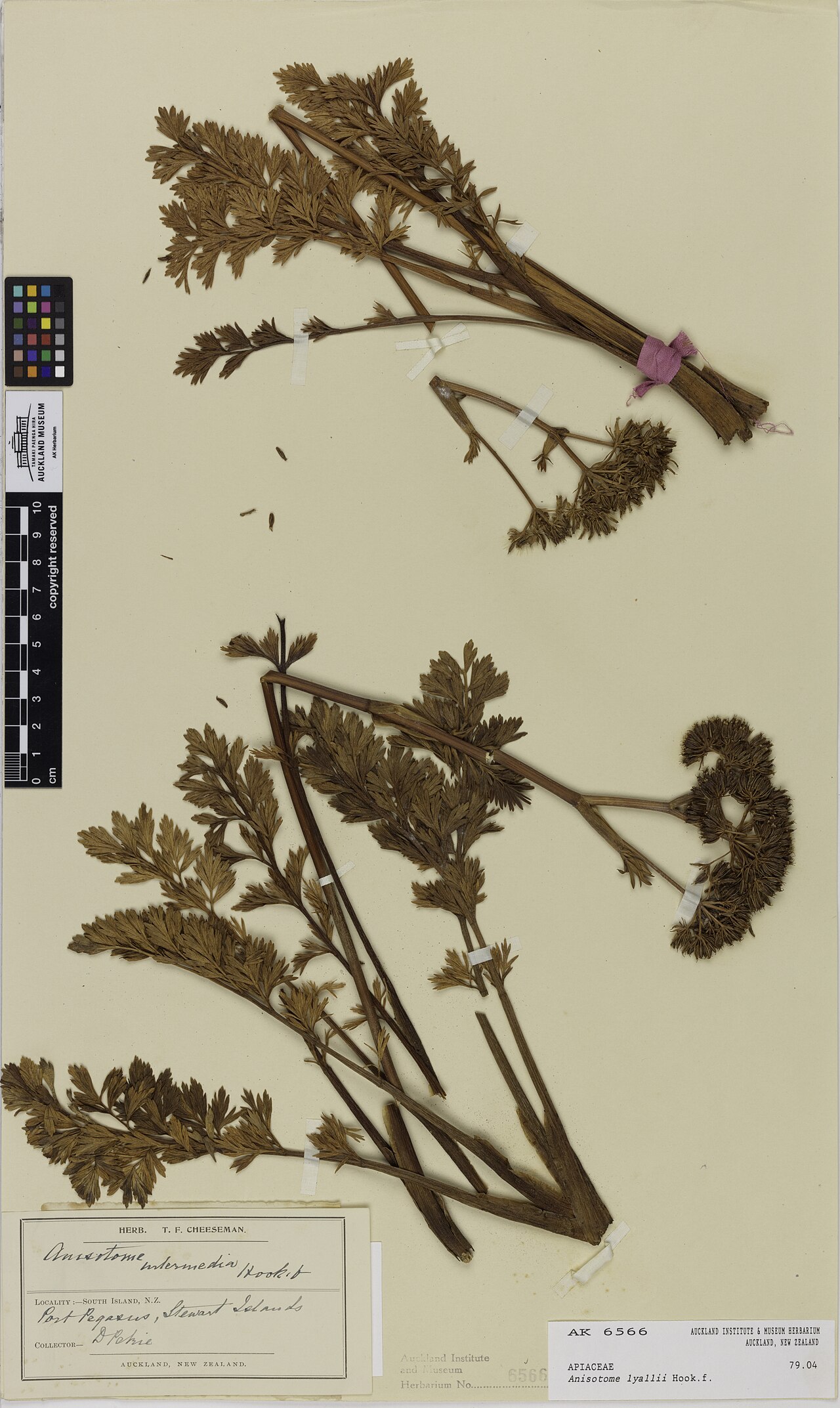 Anisotome lyallii (Anisotome lyallii)
