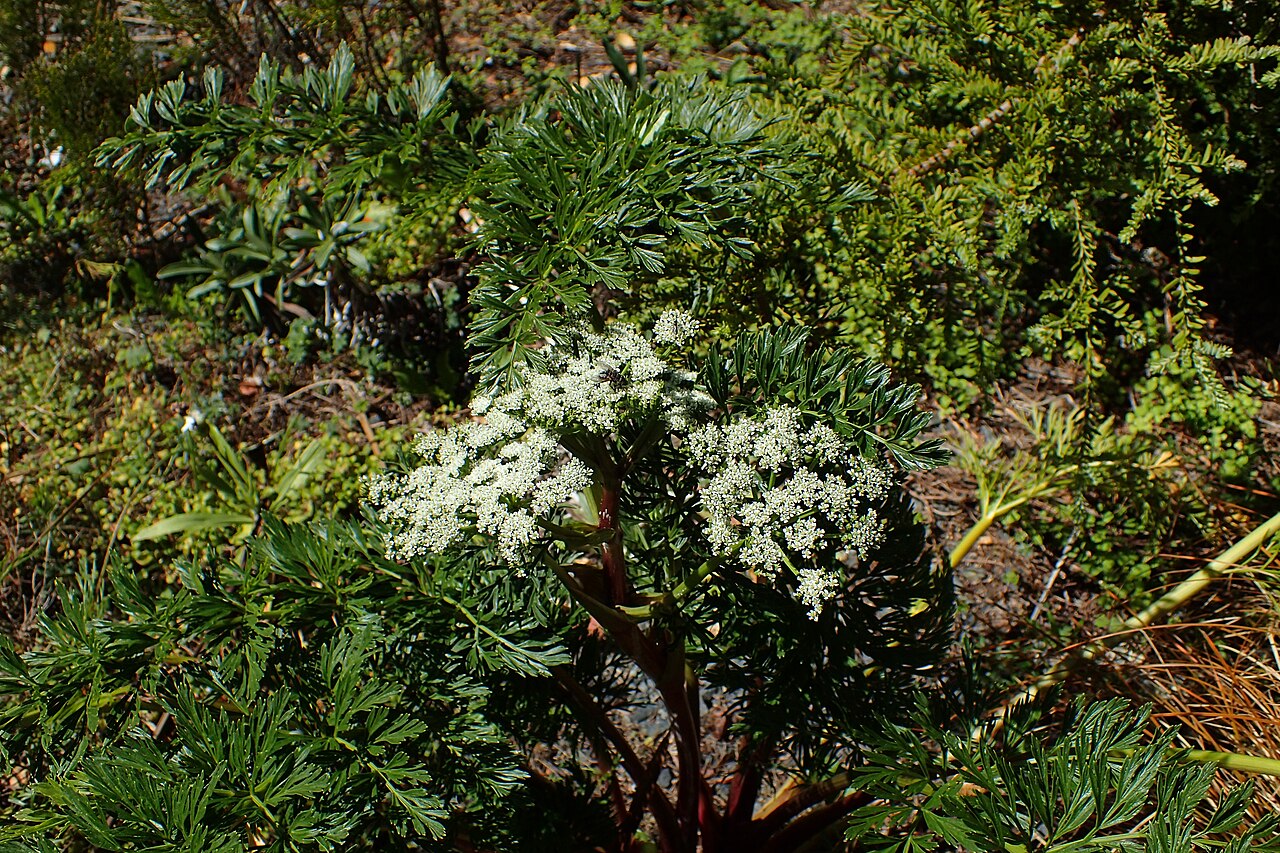 Anisotome lyallii: Anisotome lyallii in Dunedin Botanic Garden