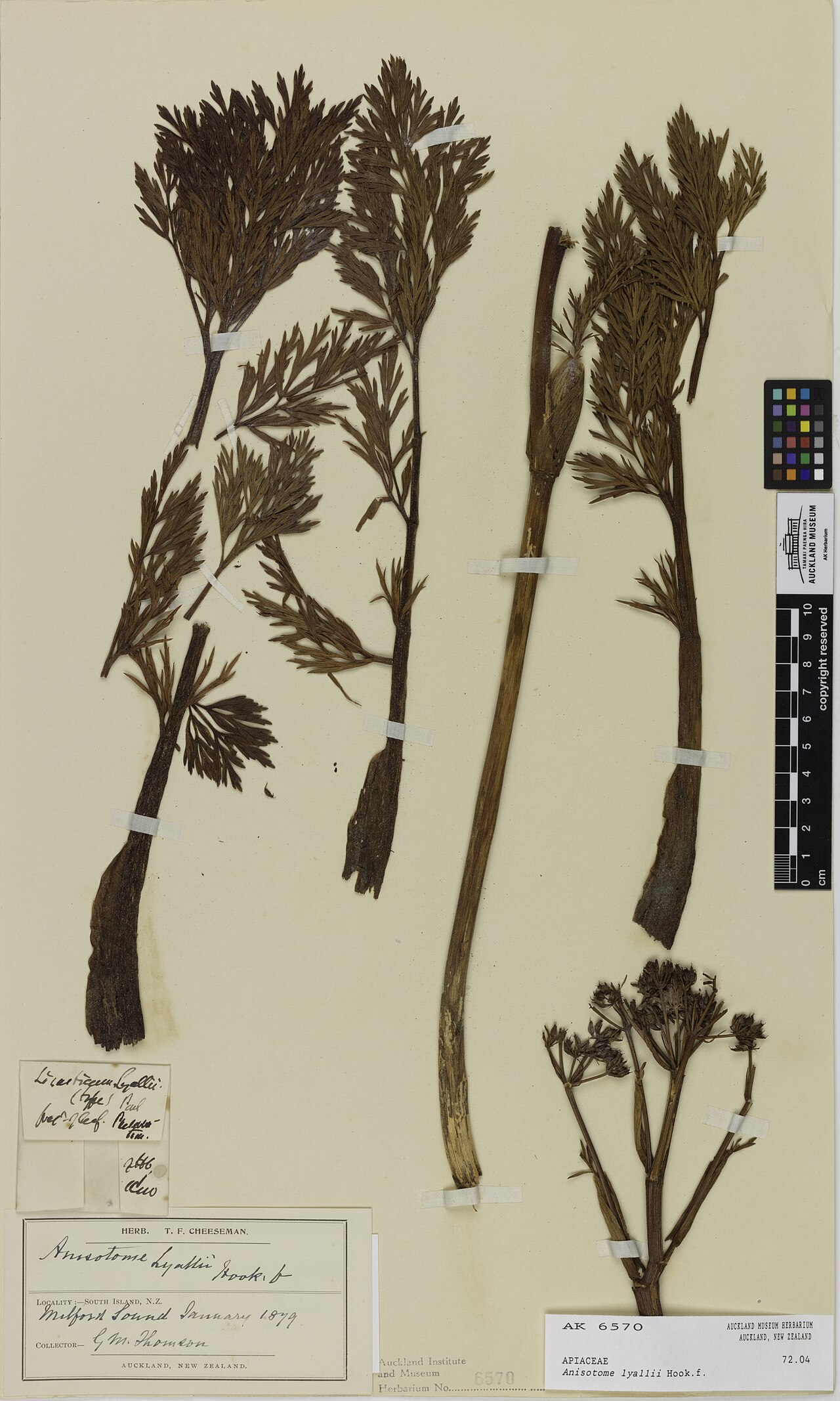 Anisotome lyallii (Anisotome lyallii)
