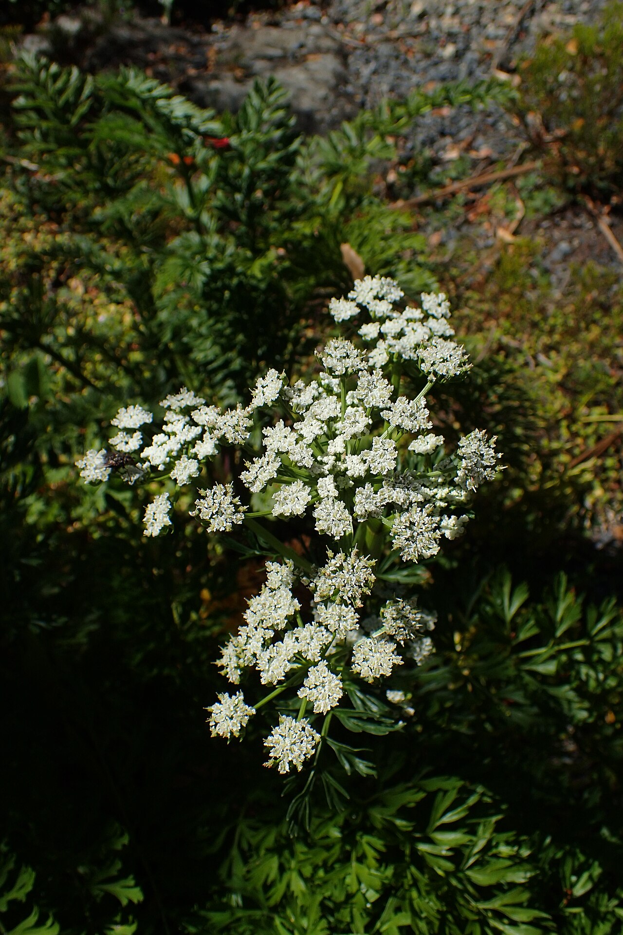 Anisotome lyallii: Anisotome lyallii in Dunedin Botanic Garden