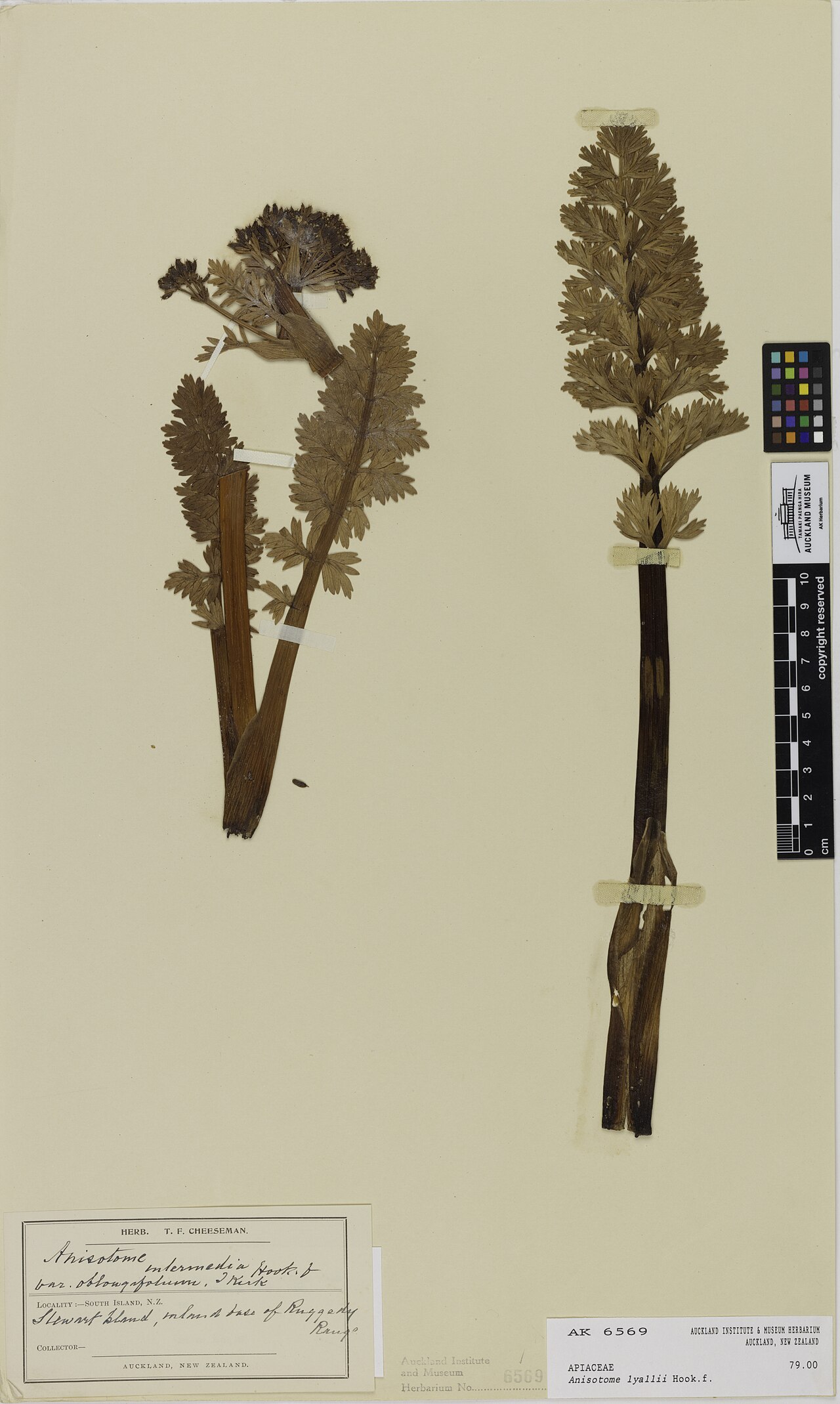 Anisotome lyallii (Anisotome lyallii)