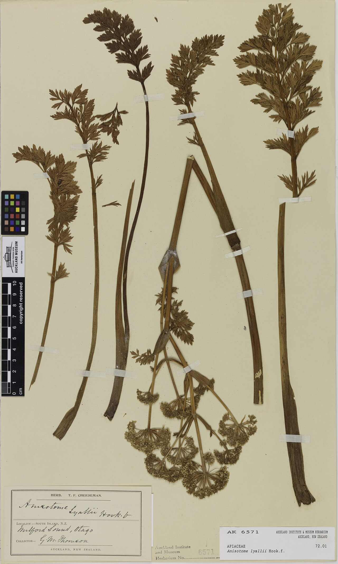 Anisotome lyallii (Anisotome lyallii)