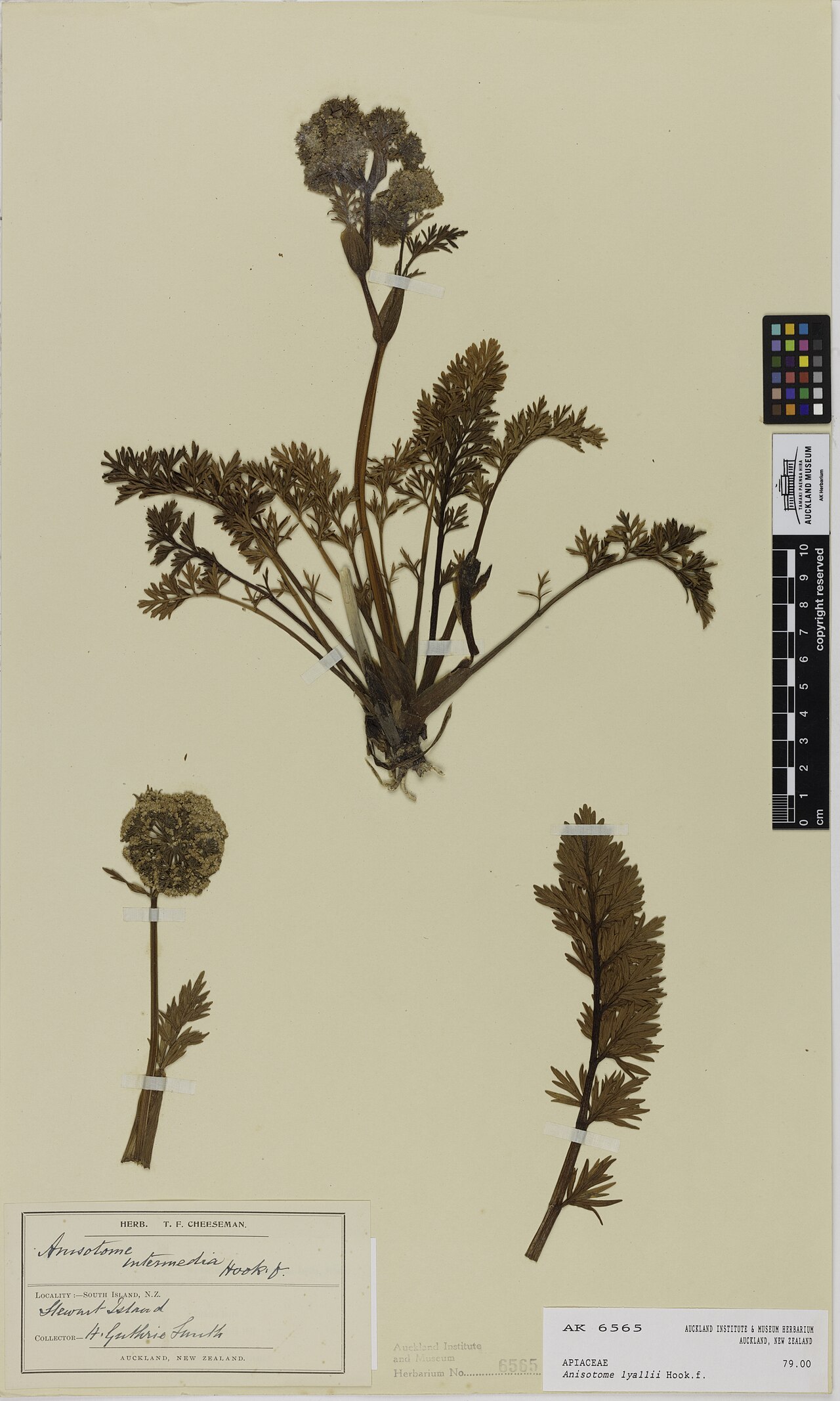 Anisotome lyallii (Anisotome lyallii)