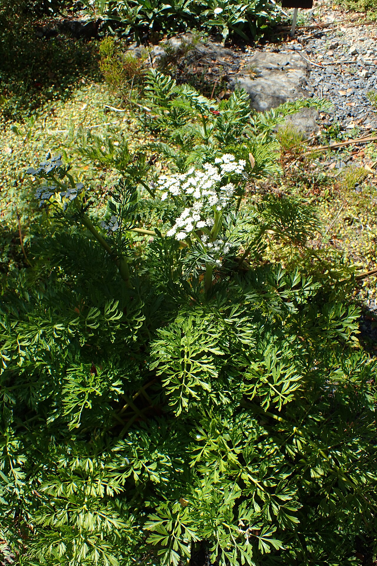 Anisotome lyallii: Anisotome lyallii in Dunedin Botanic Garden