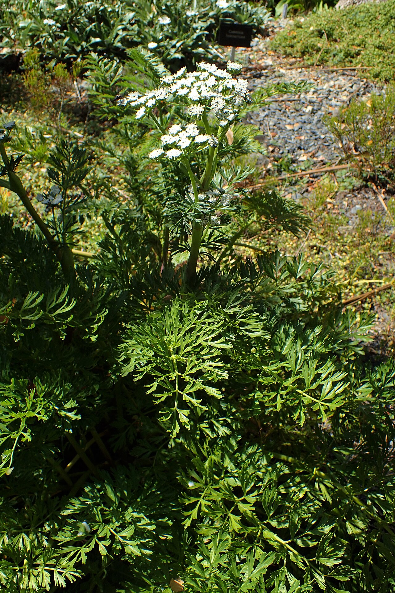 Anisotome lyallii: Anisotome lyallii in Dunedin Botanic Garden