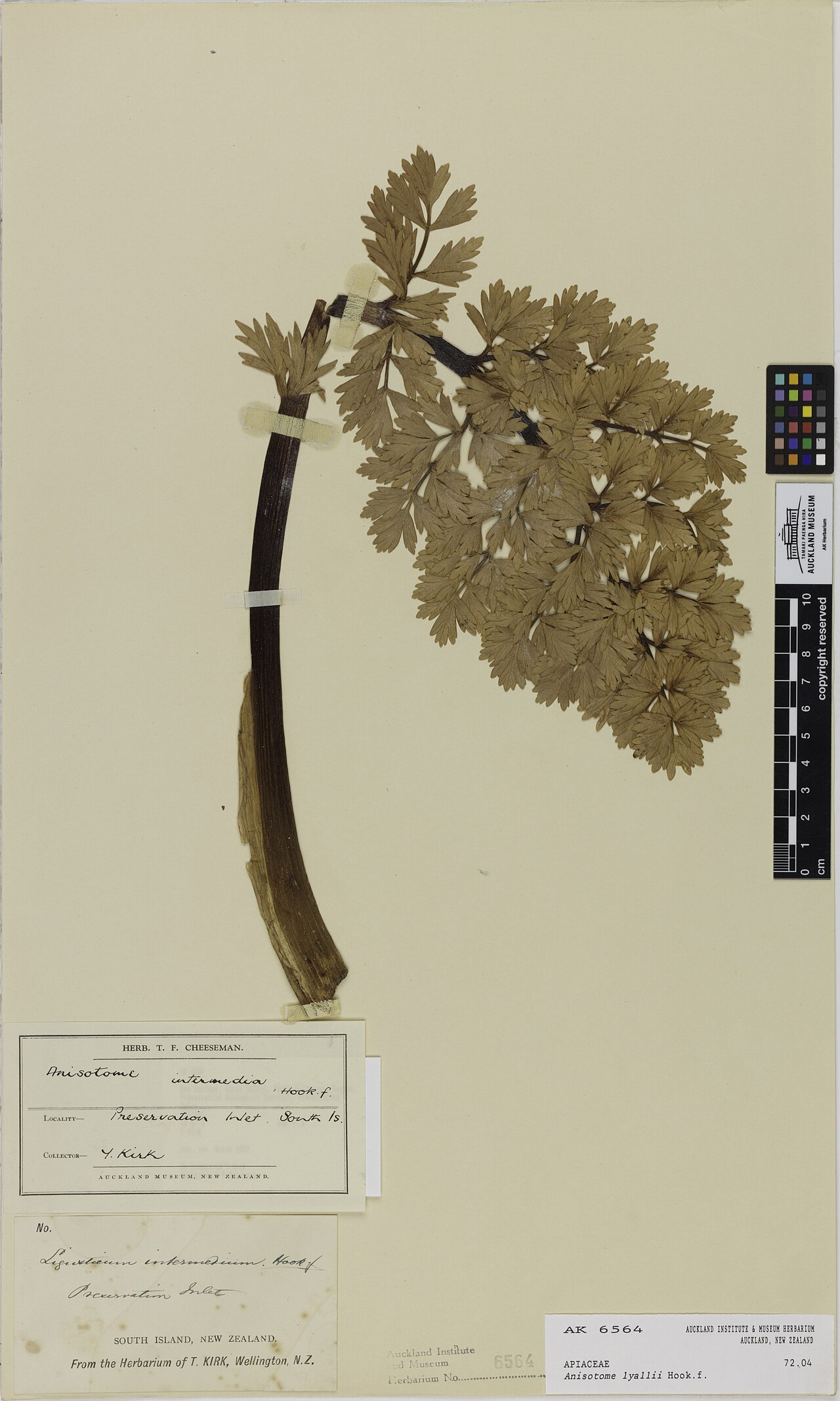 Anisotome lyallii (Anisotome lyallii)