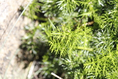 Anisotome procumbens (Anisotome procumbens)