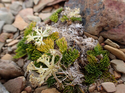 Anisotome procumbens (Anisotome procumbens)