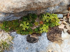 Anisotome procumbens (Anisotome procumbens)