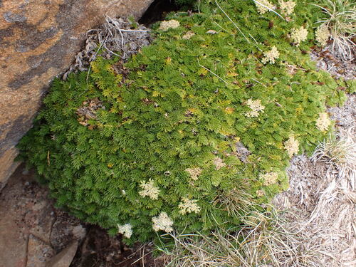 Anisotome procumbens (Anisotome procumbens)