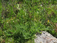 Annesorhiza grandiflora (Annesorhiza grandiflora)