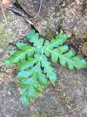 Annesorhiza grandiflora (Annesorhiza grandiflora)