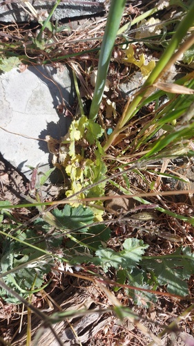 Annesorhiza grandiflora (Annesorhiza grandiflora)