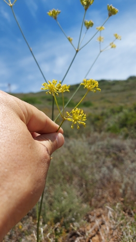 Annesorhiza grandiflora (Annesorhiza grandiflora)