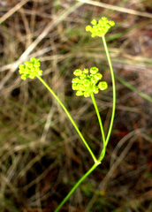 Annesorhiza thunbergii (Annesorhiza thunbergii)