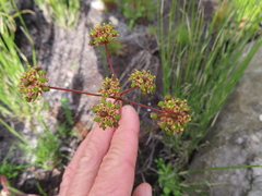 Annesorhiza triternata (Annesorhiza triternata)