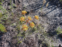 Annesorhiza triternata (Annesorhiza triternata)