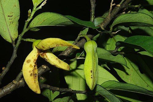 Annickia affinis: Annickia affinis (Annonaceae) from the Dja Faunal Reserve. Photo: TLP Couvreur.
