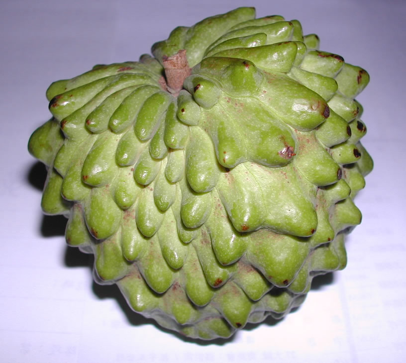 Atemoya (Annona atemoya)