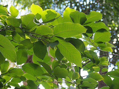 Cherimoyer: Annona cherimola in Jardín Botánico Histórico La Concepción, Malaga, Spain.