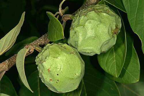 Cherimoyer: Annona cherimola , developing fruit; Pretoria National Botanical Garden, Pretoria, Gauteng, South Africa