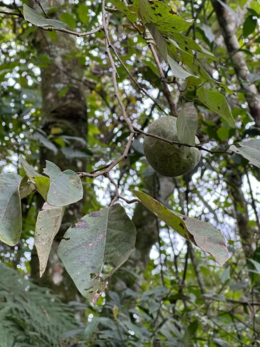 Cherimoyer (Annona cherimola)