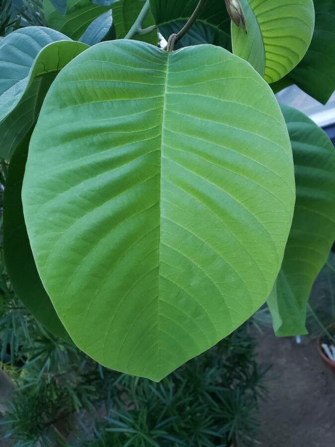 Cherimoyer: The image features a leaf of Annona cherimola.