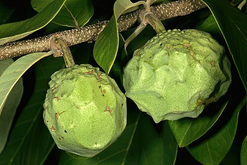 Cherimoyer: Annona cherimola , developing fruit; Pretoria National Botanical Garden, Pretoria, Gauteng, South Africa