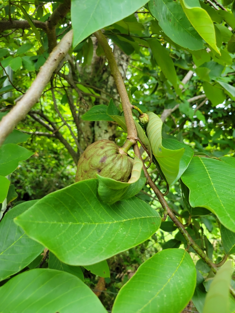 Cherimoyer (Annona cherimola)