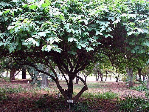 Cherimoyer: Ejemplar de Annona cherimola , en el Jardín Botánico de la ciudad de La Plata.