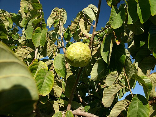 Cherimoyer: Cherimoya tree in Andalusia, Spain