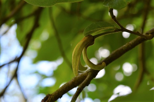 Cherimoyer (Annona cherimola)
