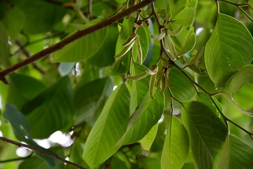 Cherimoyer (Annona cherimola)