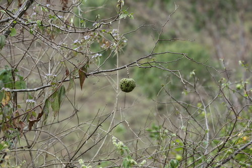 Cherimoyer (Annona cherimola)