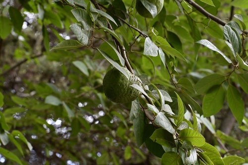 Cherimoyer (Annona cherimola)