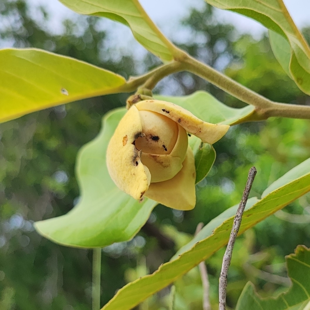 Annona dioica (Annona dioica)