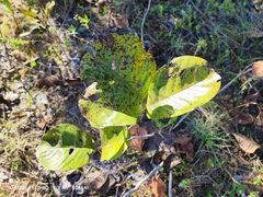 Annona dioica (Annona dioica)