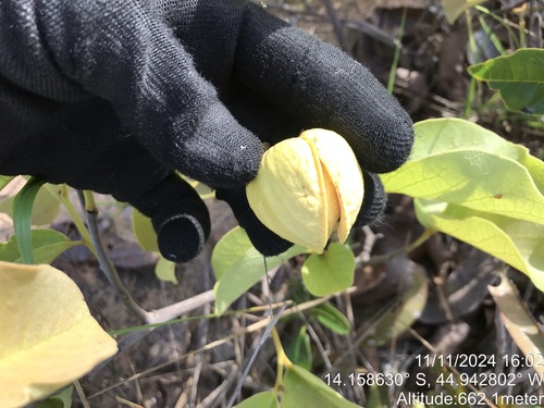 Annona dioica (Annona dioica)
