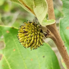Annona dioica (Annona dioica)