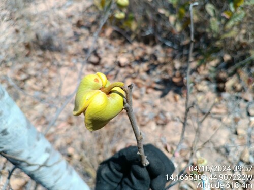 Annona dioica (Annona dioica)