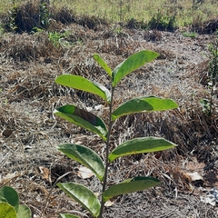 Annona dioica (Annona dioica)