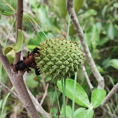 Annona dioica (Annona dioica)